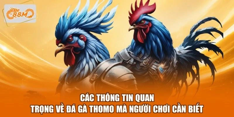 Các thông tin quan trọng về đá gà Thomo mà người chơi cần biết