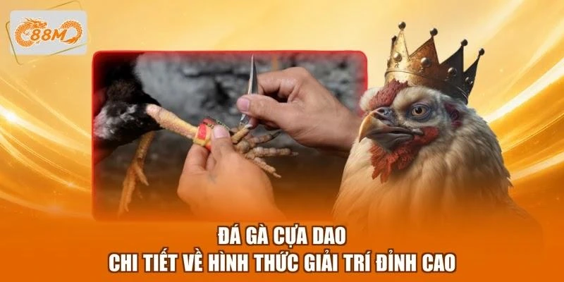 Đá Gà Cựa Dao - Chi Tiết Về Hình Thức Giải Trí Đỉnh Cao 1 Đá Gà Cựa Dao - Chi Tiết Về Hình Thức Giải Trí Đỉnh Cao