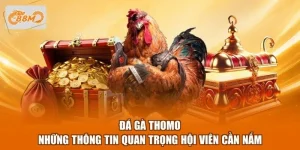Đá Gà Thomo - Những Thông Tin Quan Trọng Hội Viên Cần Nắm