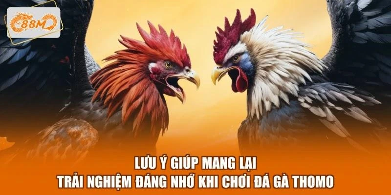 Lưu ý giúp mang lại trải nghiệm đáng nhớ khi chơi đá gà Thomo