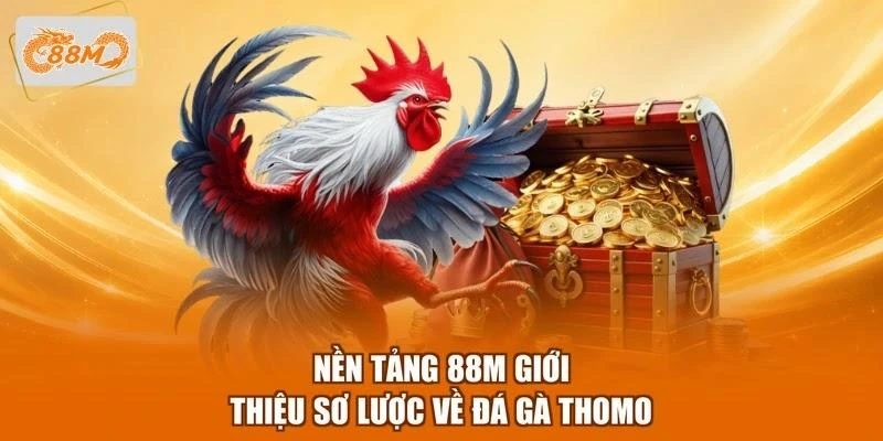 Nền tảng 88M giới thiệu sơ lược về đá gà Thomo