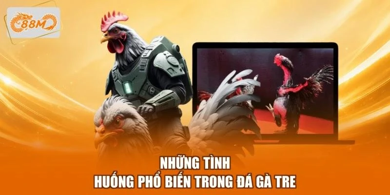 Những tình huống phổ biến trong đá gà tre
